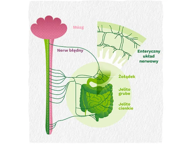 Ilustracja osi jelita-mózg