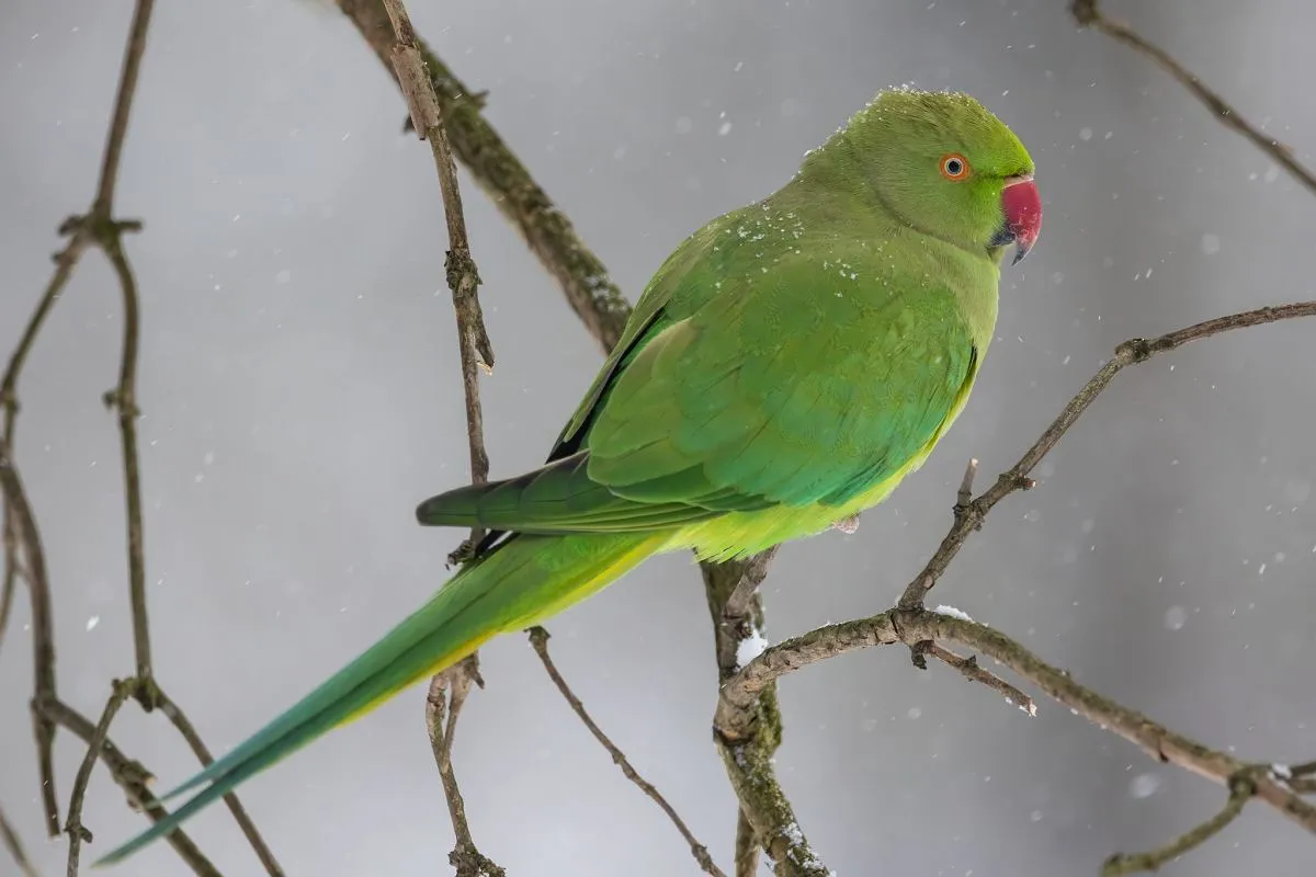 Aleksandretta obrożna w Europie