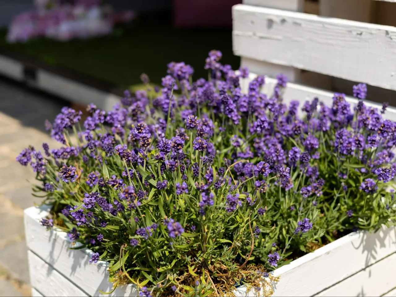 Błędy w przycinaniu lawendy