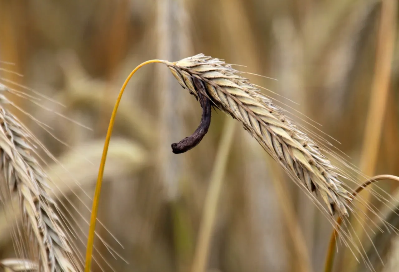 sporysz na życie zbliżenie