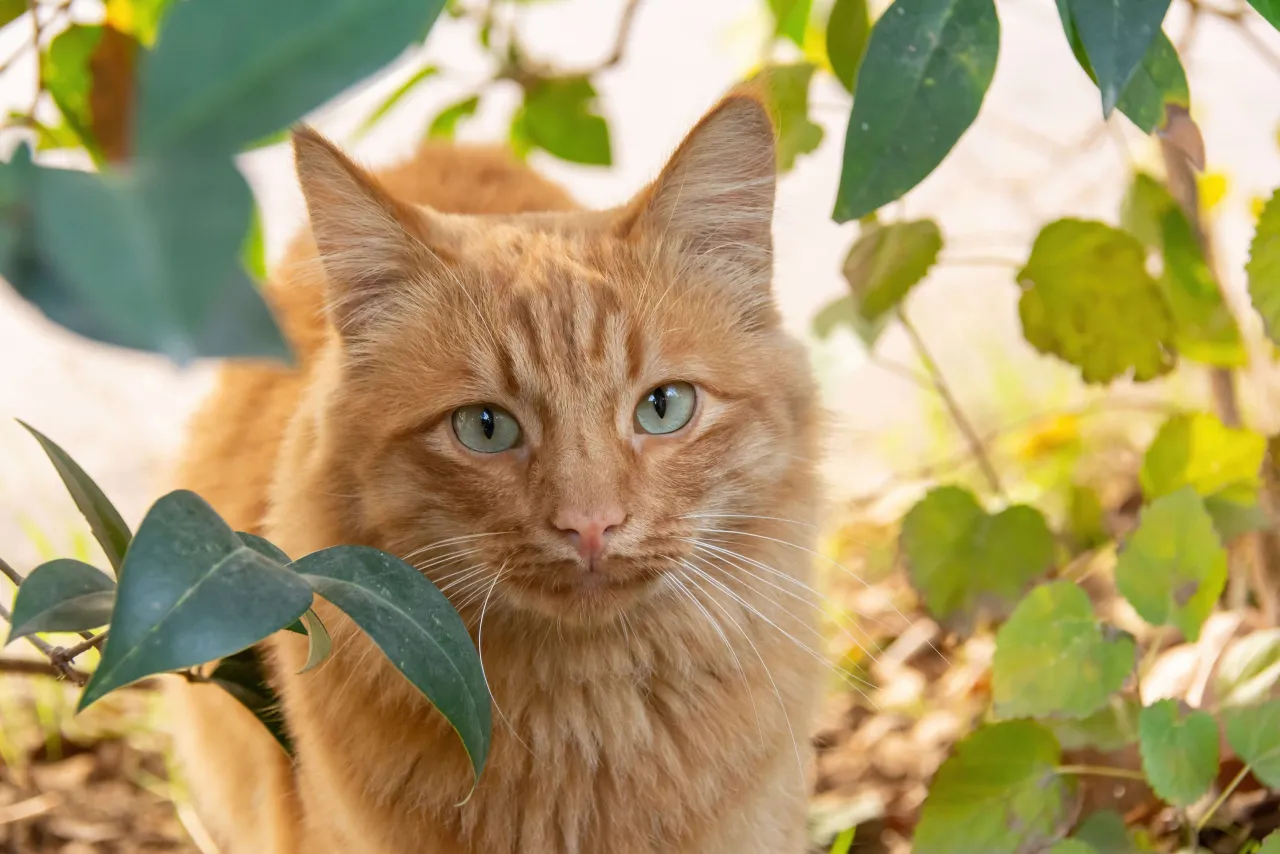 zdrowy szczęśliwy kot domowy po sterylizacji