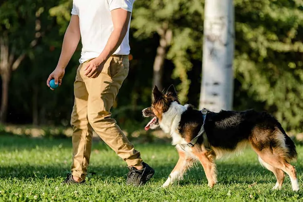 border collie uczy się komend