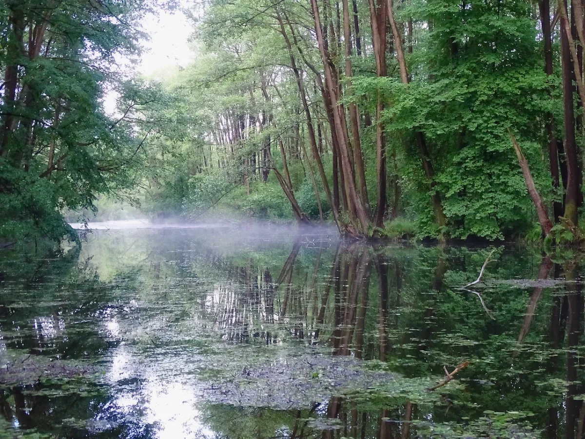 Mglisty poranek nad wodą w rezerwacie przyrody Niebieskie Źr&oacute;dła. Drzewa odbijają się w spokojnej tafli, tworząc magiczny krajobraz.