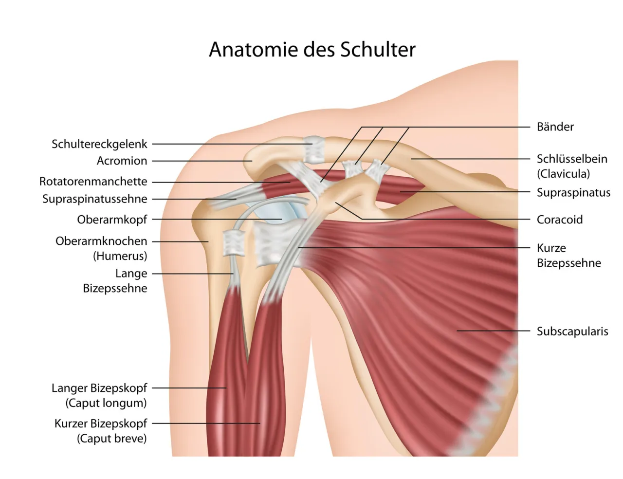 Schulter anatomie muskeln