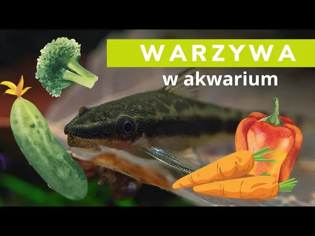 pokrojone warzywa dla ryb akwariowych