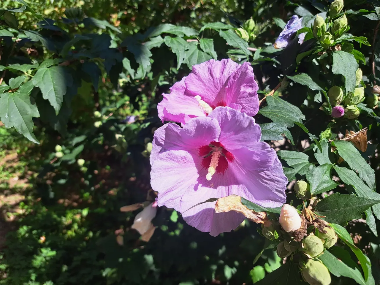 przygotowanie stanowiska hibiskus