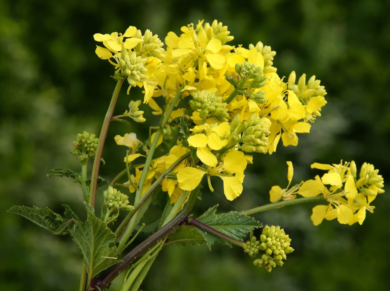 gorczyca polna identyfikacja