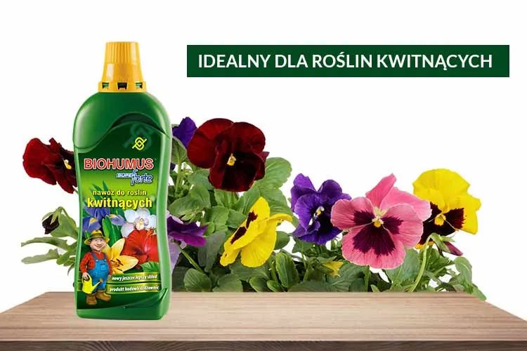 nawozy do bratków i fiołków