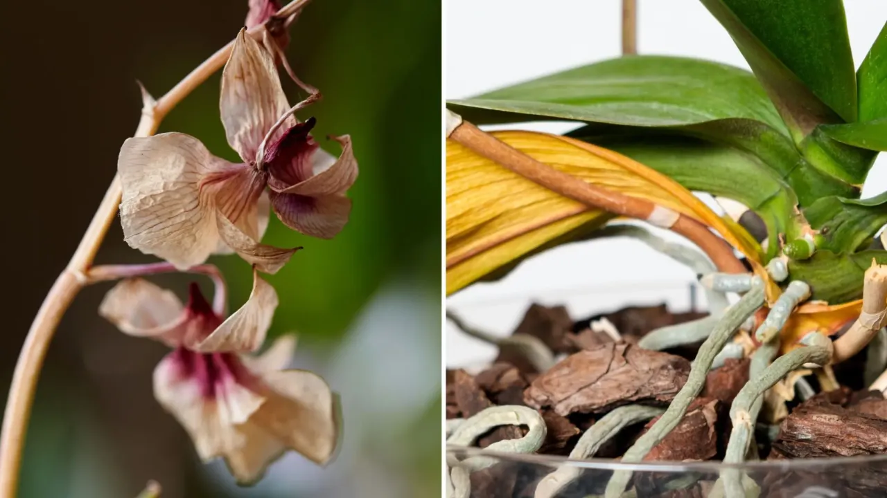 Jak przycinać storczyki po przekwitnięciu? Zobacz, jak wyglądają uschnięte kwiaty i korzenie, by wiedzieć, co dalej.