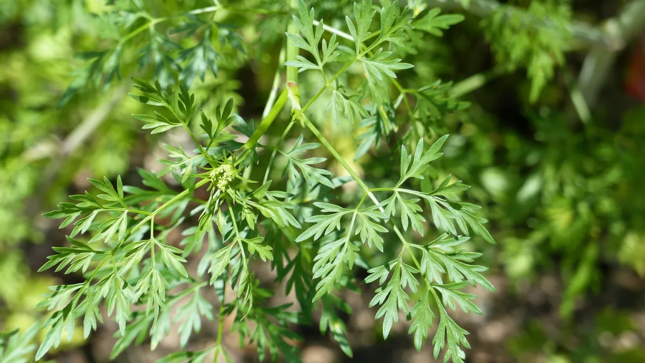 Identyfikacja trujących chwastów Polska