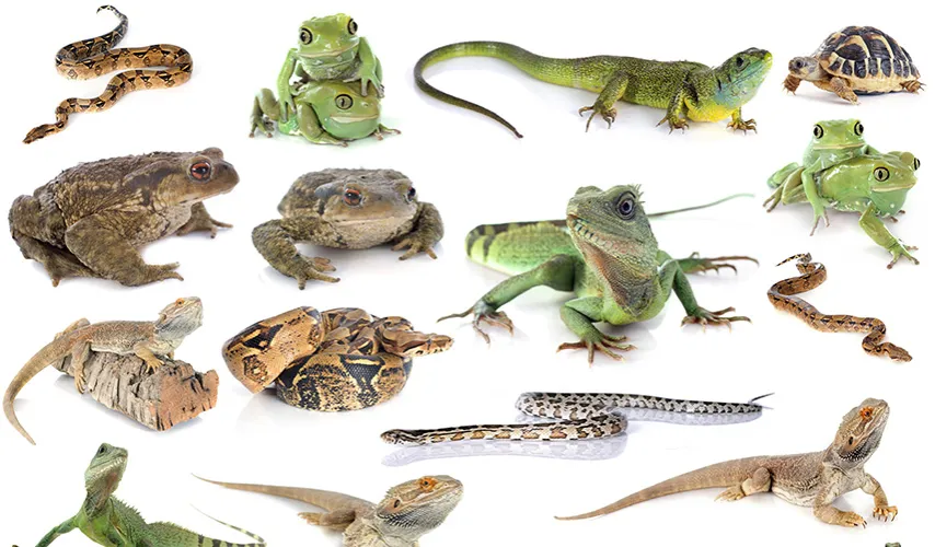 zwierzęta do terrarium dla początkujących