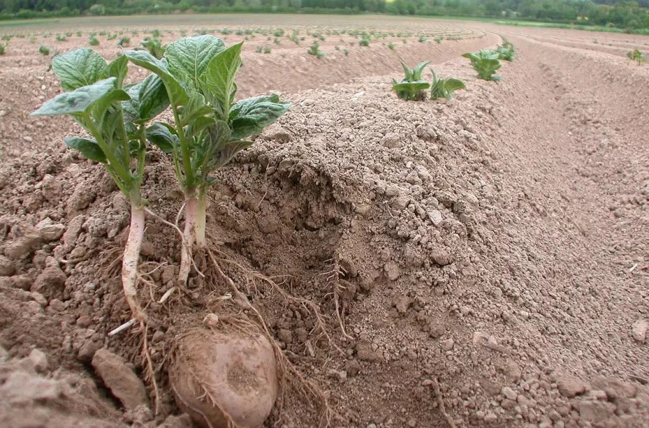 przygotowanie gleby pod ziemniaki pH