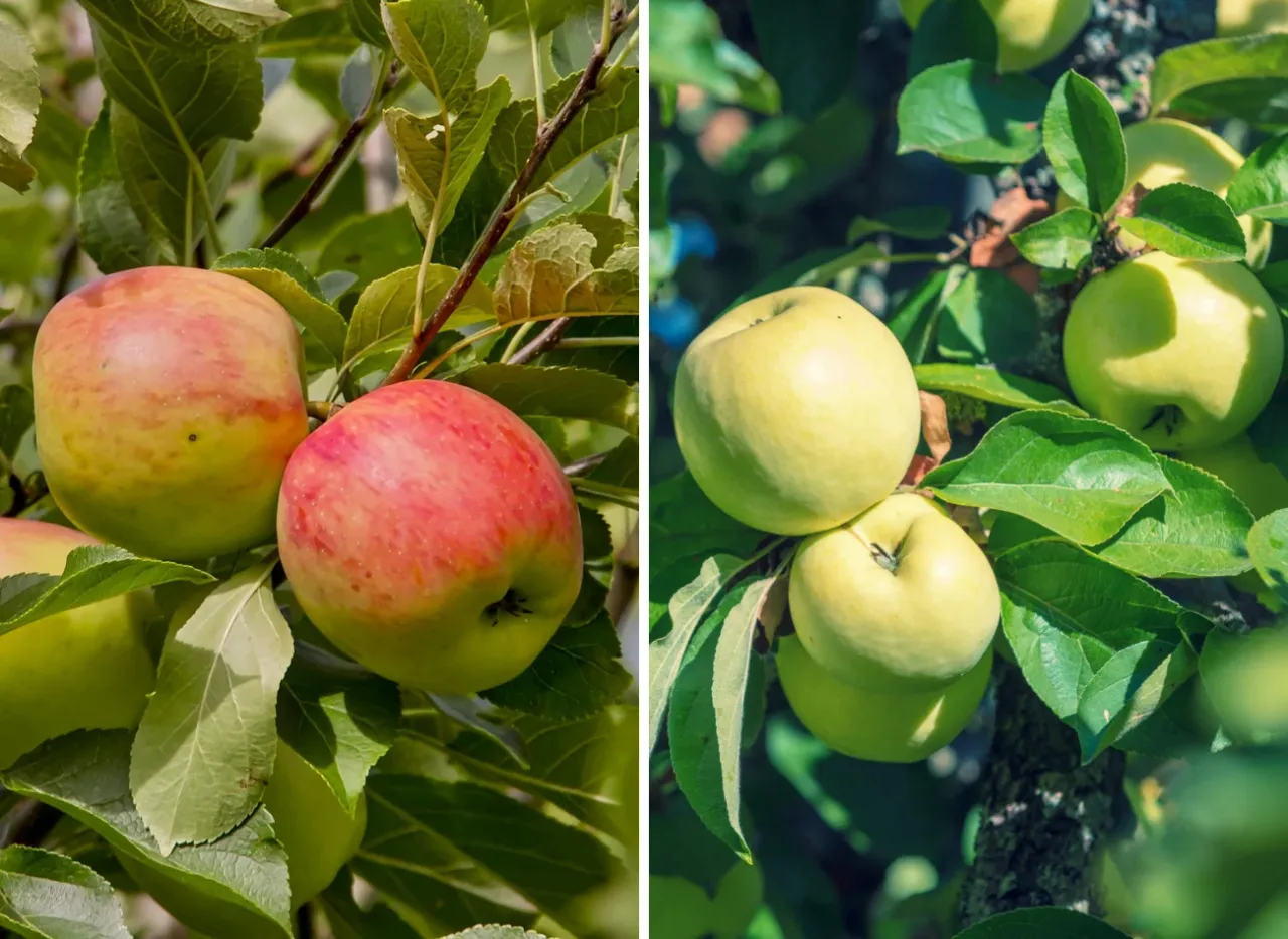 Dwa panele pokazują jabłka na drzewach. Po lewej jabłka czerwono-żółte, po prawej zielone. To wczesne odmiany jabłoni.