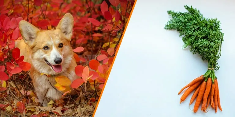 Różne formy podania marchewki dla psa