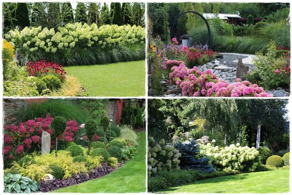 kwitnąca rabata przy płocie hortensje r&oacute;że lawenda