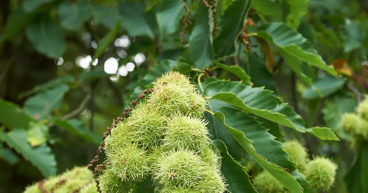 kwiaty kasztana jadalnego na drzewie