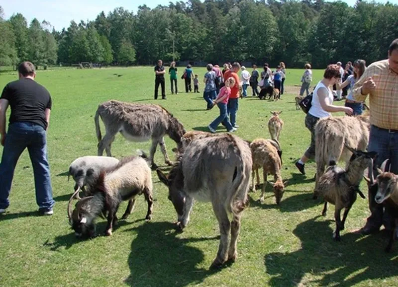 atrakcje dla dzieci na Mazurach park zwierząt Kadzidłowo