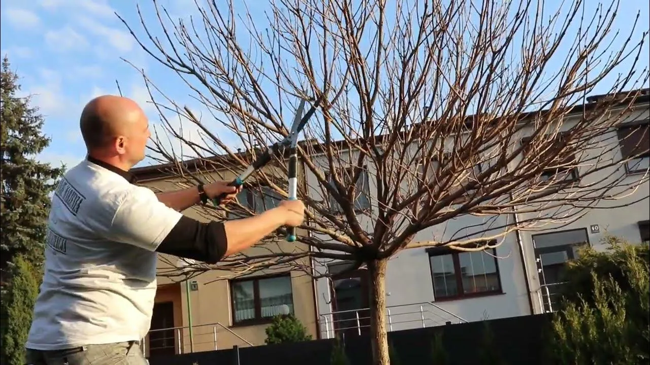 jak przycinać katalpę kulistą nana krok po kroku