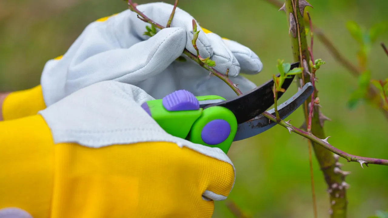 Ręce w ż&oacute;łtych rękawicach przycinają gałązkę r&oacute;ży na pniu. Dowiedz się, jak przycinać r&oacute;że na pniu.