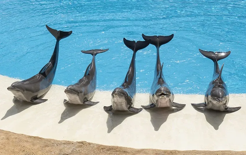 pokaz delfin&oacute;w Teneryfa Aqualand Loro Parque
