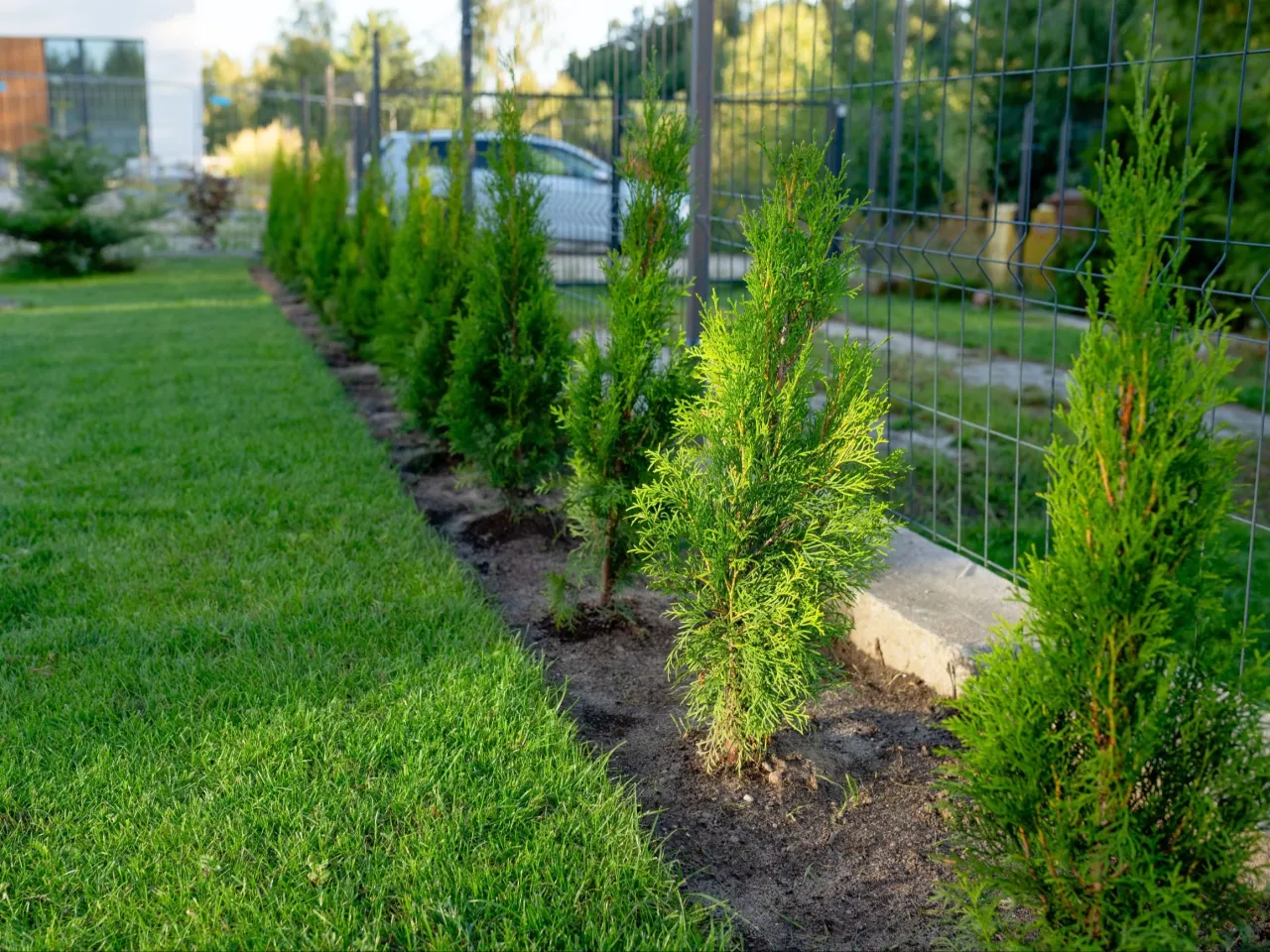 tuje przy płocie przepisy schemat