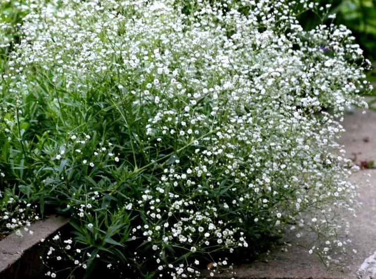 gipsówka w ogrodzie pełne kwitnienie