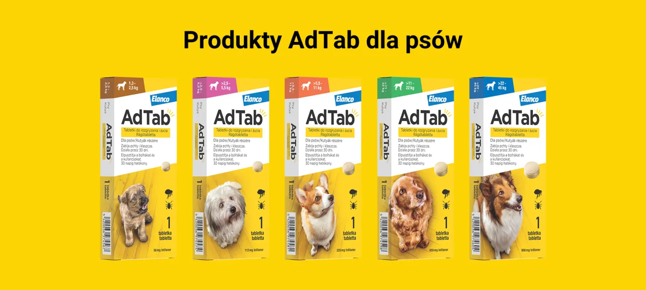 Pies dostający tabletkę na kleszcze