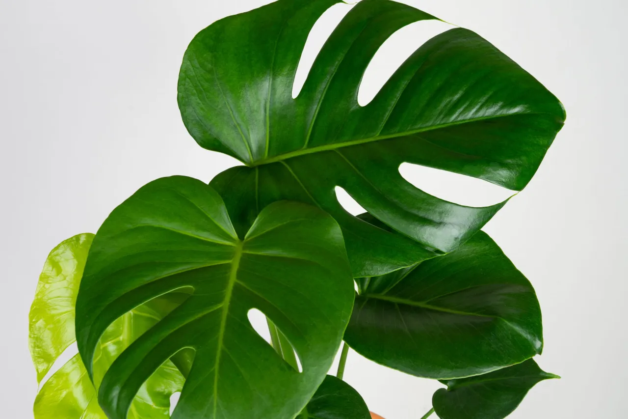 kwiat monstery deliciosa