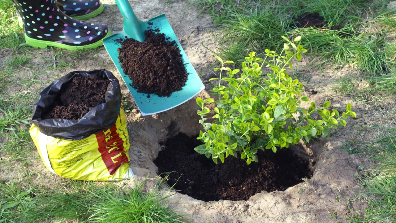 Sadzenie roślin w ogrodzie. Łopatka z ziemią obok dołka, w kt&oacute;rym rośnie krzew. W tle torba z ziemią i kalosze.