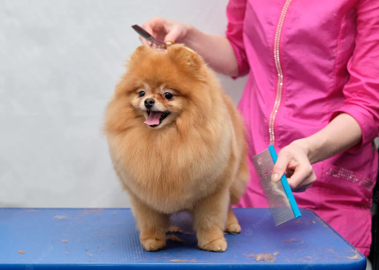 Zdjęcie Pomeranian ma włosy czy sierść? Poznaj tajemnice ich futra