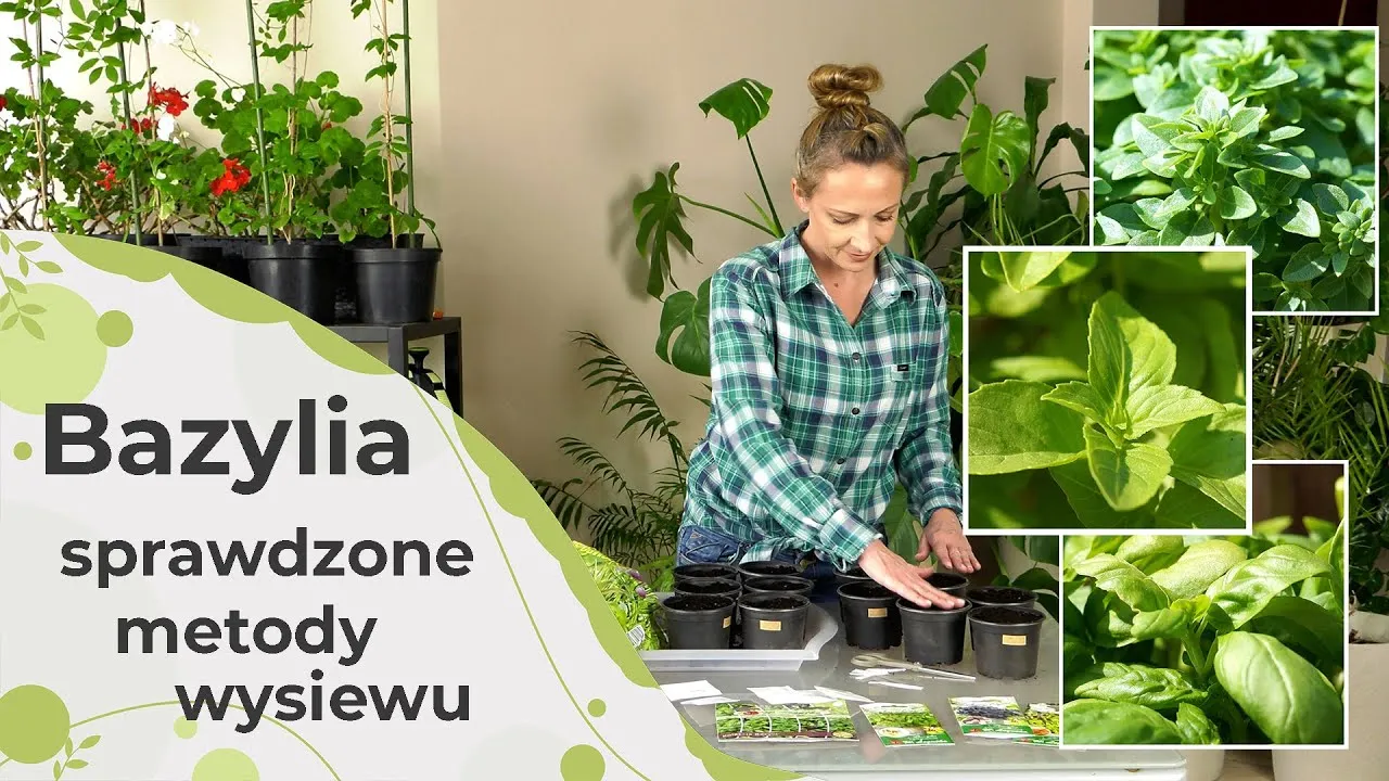 Zdjęcie Ile rośnie bazylia z nasion? Sprawdź, co wpływa na wzrost!