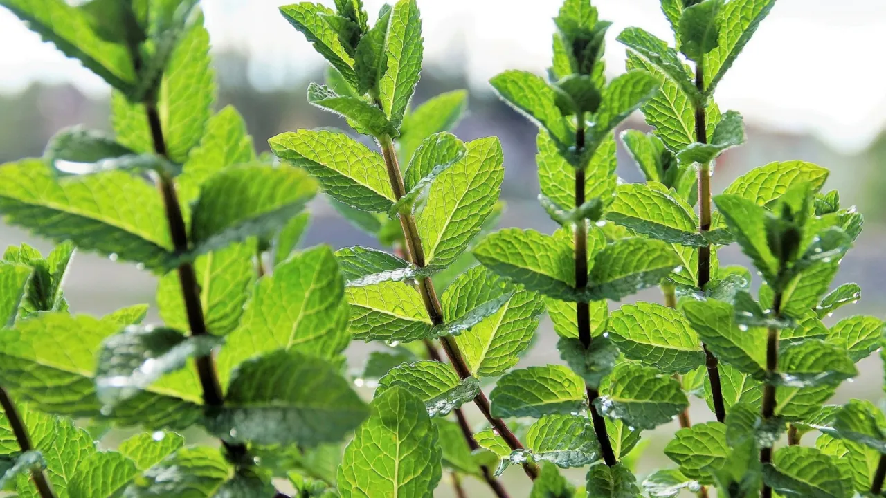 Mięta w doniczce z barierą korzeniową