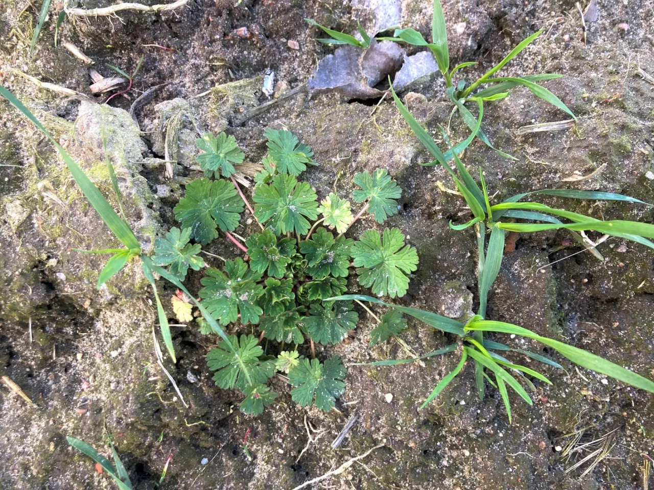miotła zbożowa identyfikacja