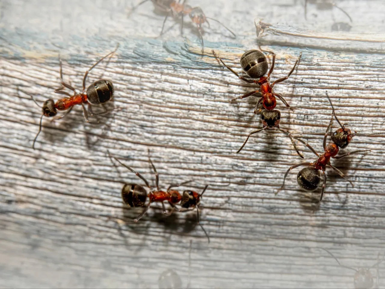 Mr&oacute;wki w ogrodzie: pożyteczne czy szkodliwe?