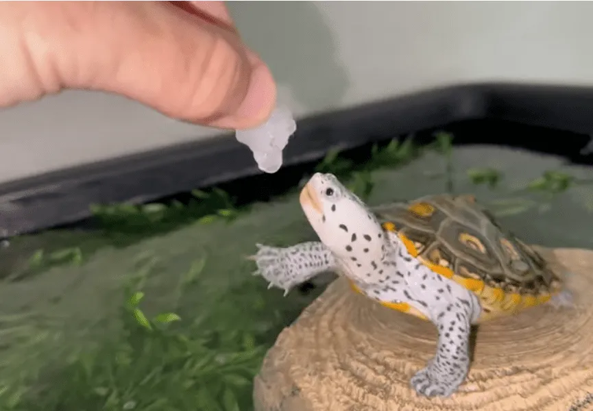 żółw wodno-lądowy jedzący rybki