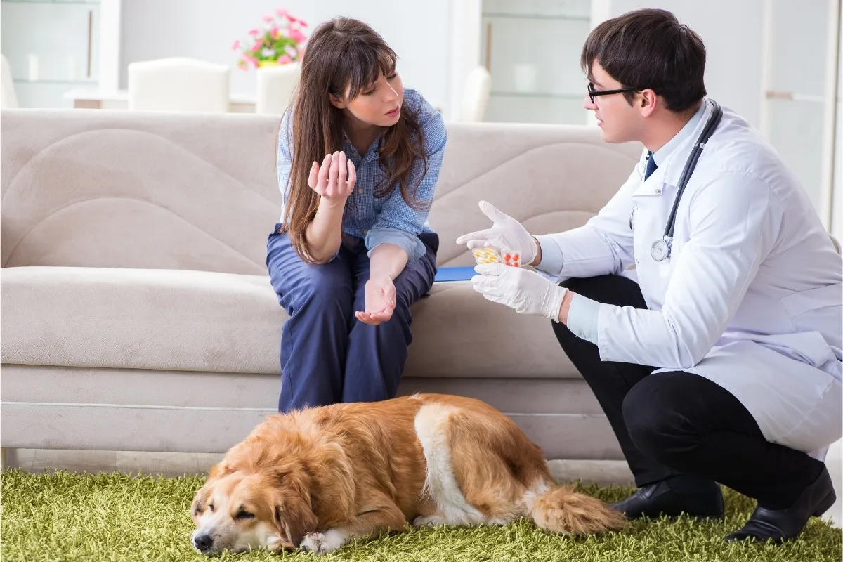 domowe sposoby na biegunkę u psa