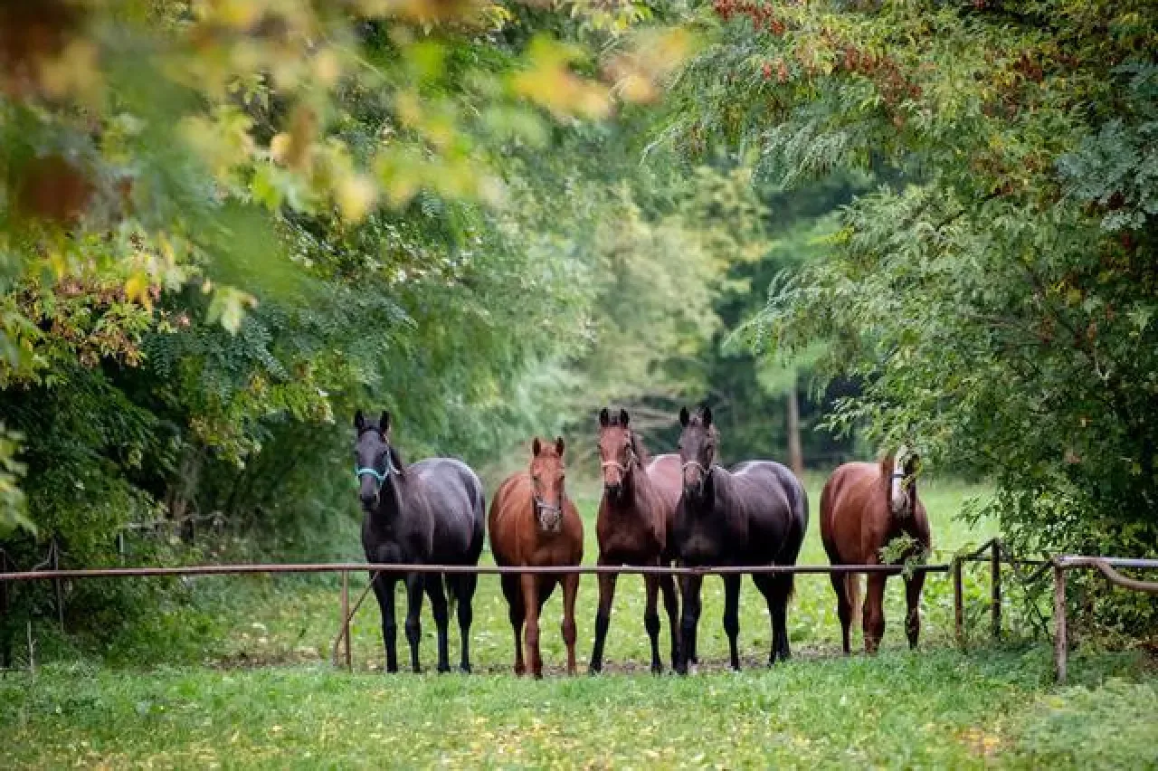 Koń ze stadniny, pewne pochodzenie, hodowla koni