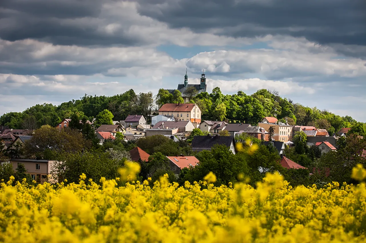 Wiosenna panorama z kwitnącym rzepakiem i zabudowaniami na wzg&oacute;rzu, gdzie jest G&oacute;ra Świętej Anny.