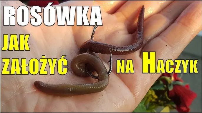Jak założyć rosówkę na haczyk różne metody