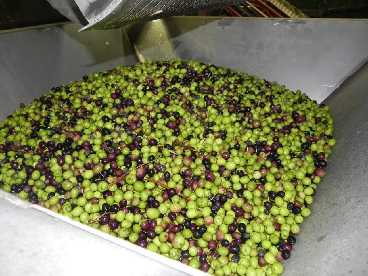 oliwki z wczesnego zbioru Agoureleo