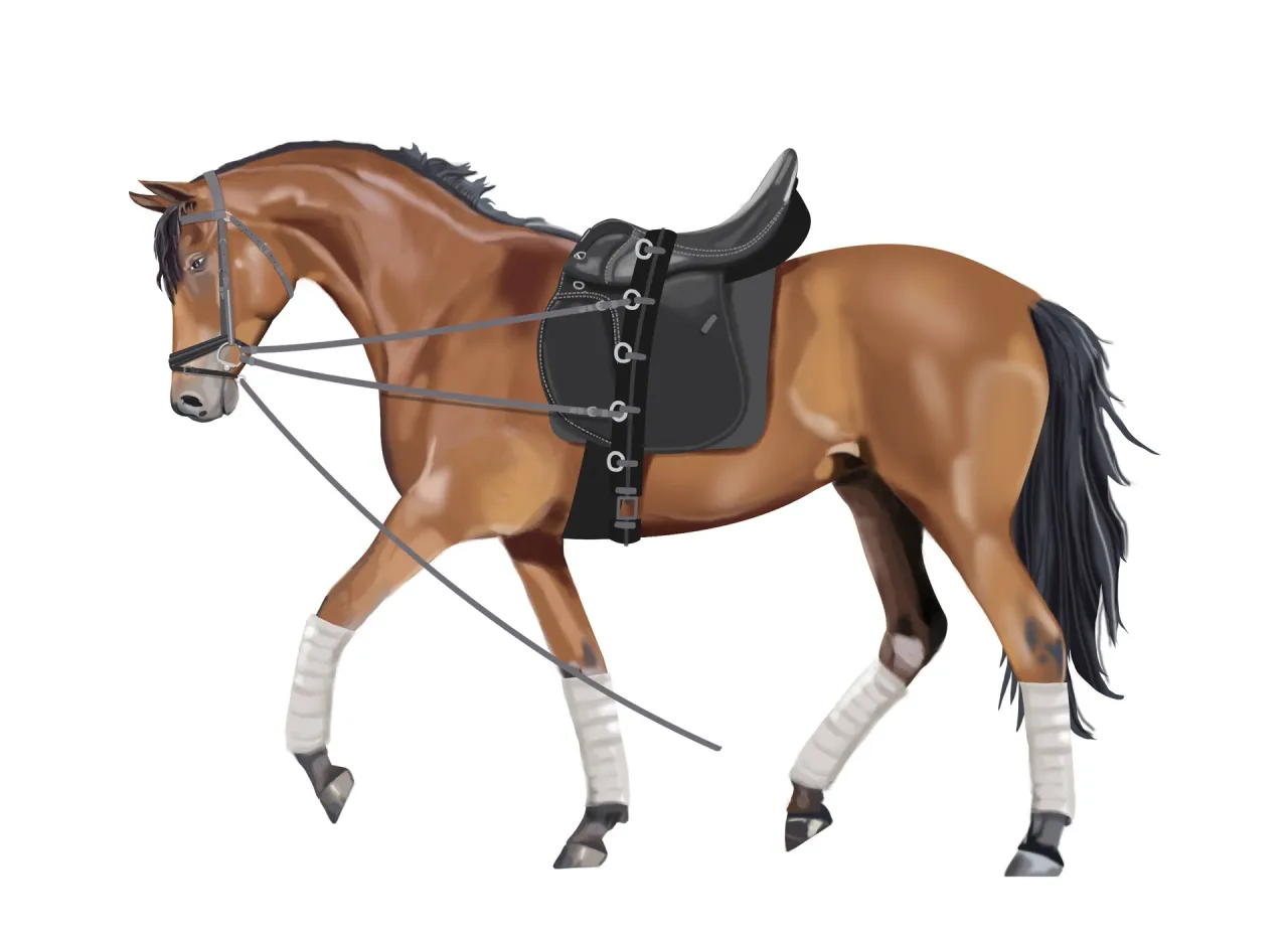 Sprzęt do lonżowania konia