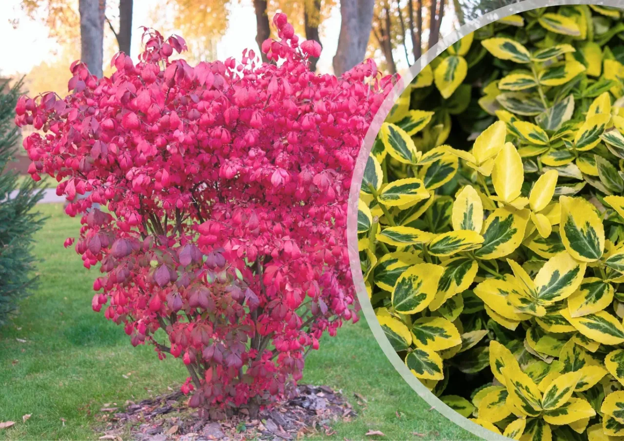 Krzew trzmieliny o intensywnie czerwonych liściach i zbliżenie na odmianę o liściach żółto-zielonych. Dowiedz się, jak przycinać trzmielinę.