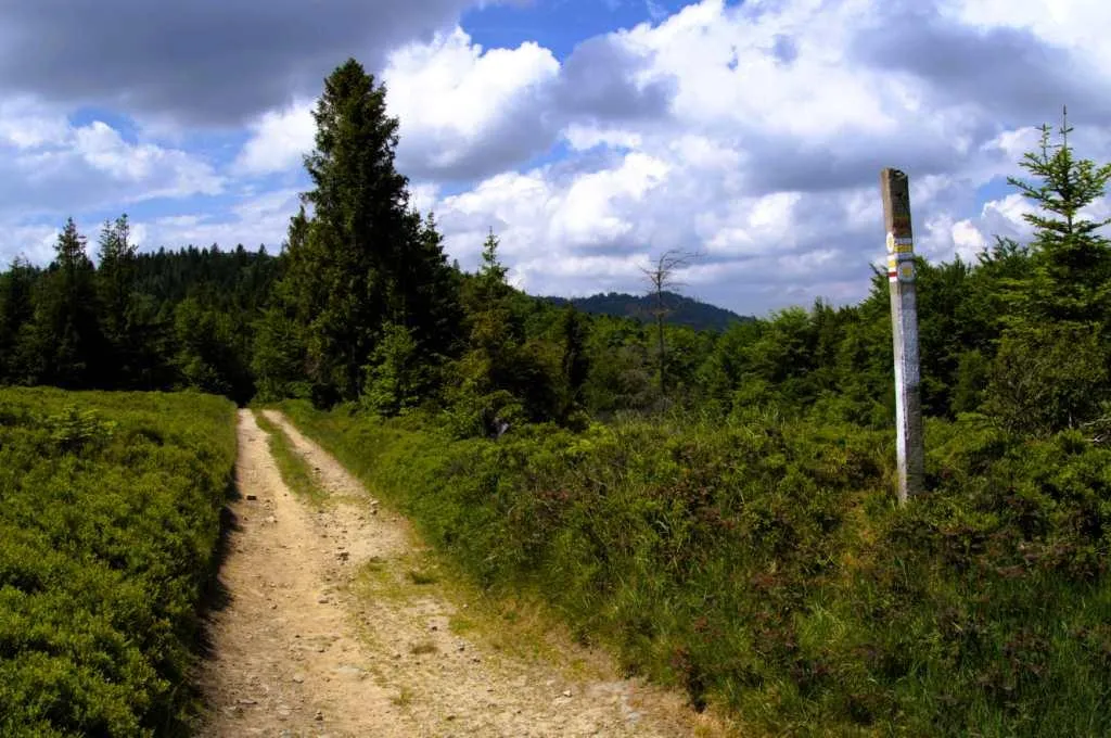 Beskid Sądecki szlak leśny Radziejowa