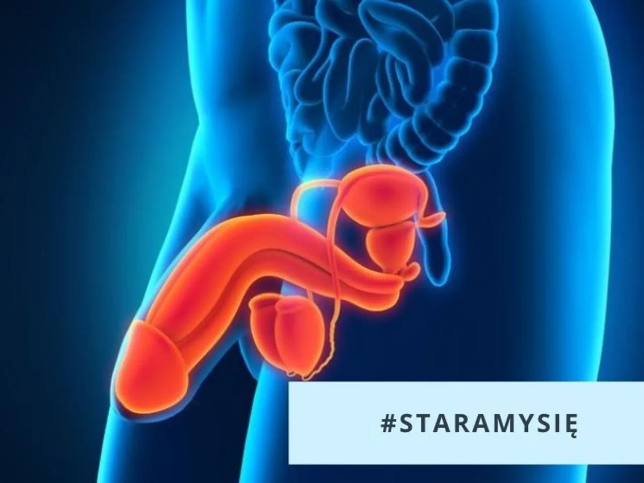 Anatomia układu moczowo-płciowego