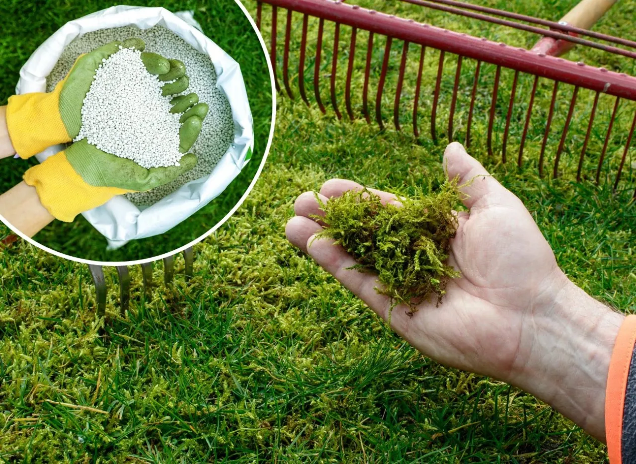 Wertykulacja trawnika