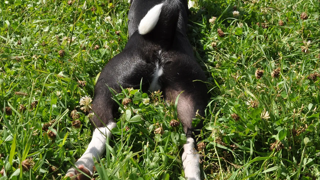 Inne przyczyny saneczkowania u psa