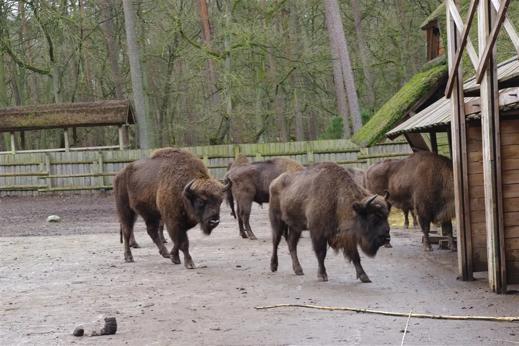 Woliński Park Narodowy żubry