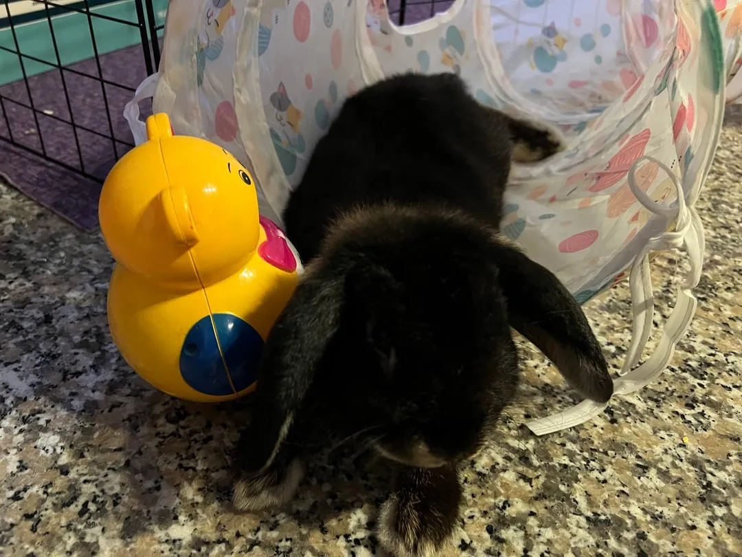 królik gryzie kable