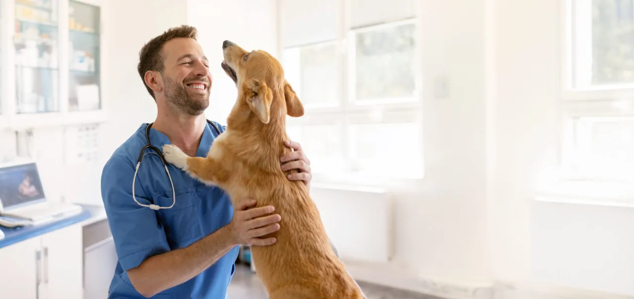 Czynniki wpływające na zarobki weterynarza za granicą infografika