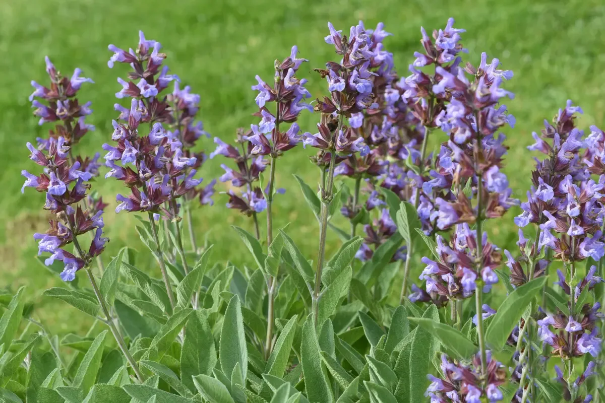 szałwia lekarska i omszona porównanie